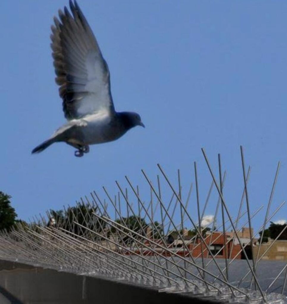 Anti Bird Spikes 20 Inch | House of Hardware